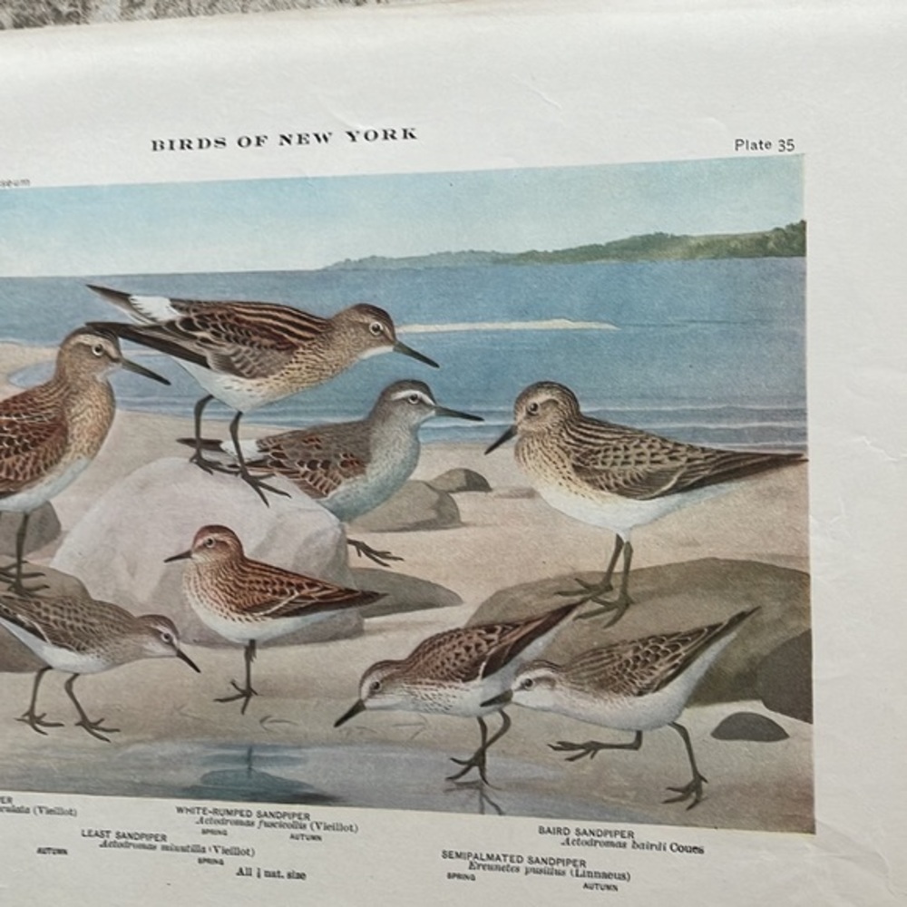 🖤5/$25 🖤Antique Ornithological Bird Print Original